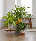 Best Plants for Indoors With Little Light for Cozy Homes